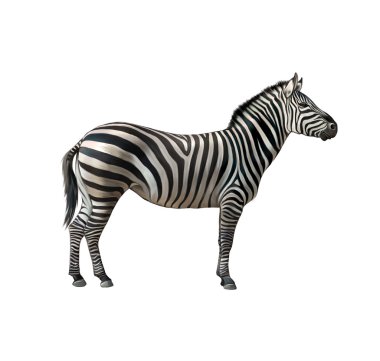 Zebra. beyaz zemin üzerinde izole illüstrasyon.