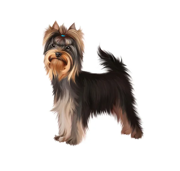 Stojący yorkshire terrier. na białym tle ilustracja na białym tle. — Zdjęcie stockowe