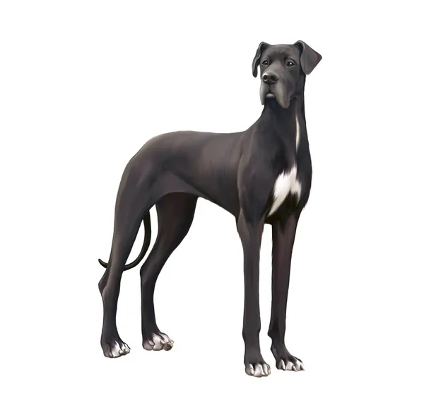 Zwart-wit great dane geïsoleerd illustratie op witte achtergrond. — Stockfoto