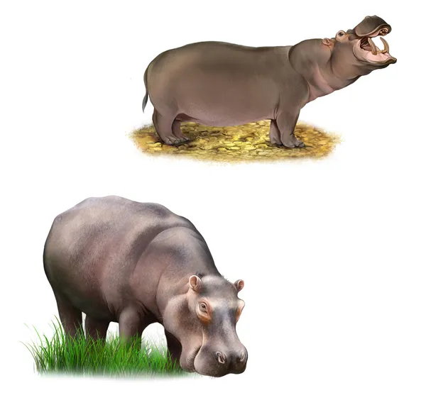 Hippopotame avec chemin de coupe, Manger de l'herbe Illustration isolée sur fond blanc . — Photo