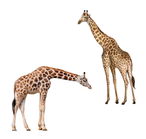 两只长颈鹿。孤立在白色背景上的一只长颈鹿的肖像 — 图库照片