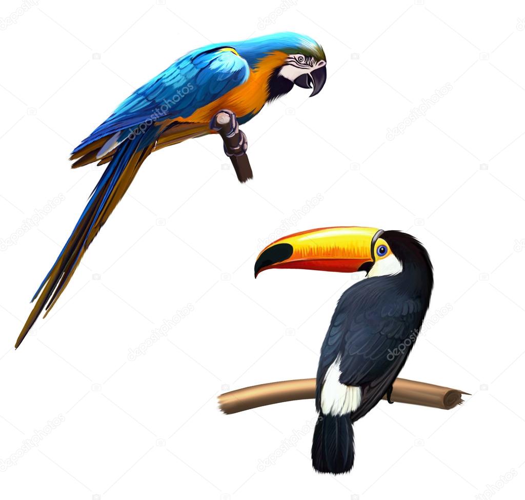 Colorful blue parrot macaw, toucan