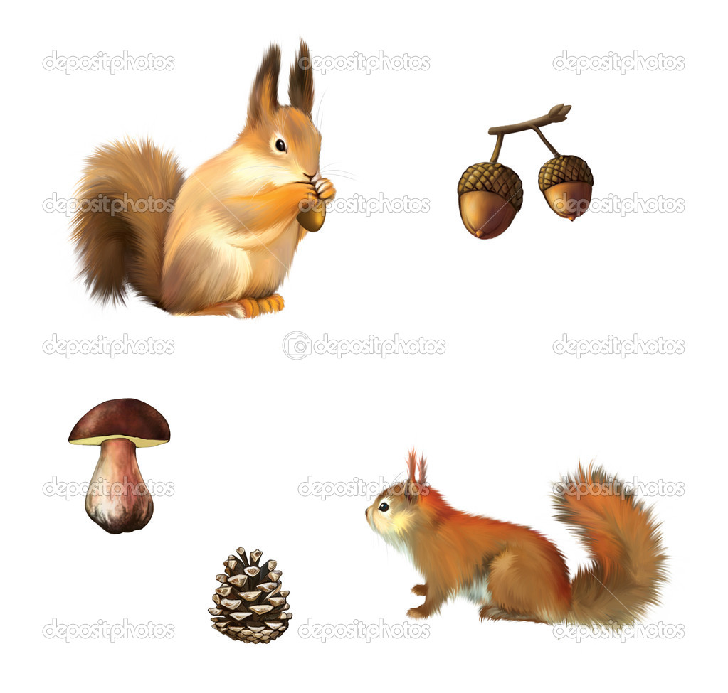 Eurasian red squirrel, White mushroom and cone Isolated illustration on white background.