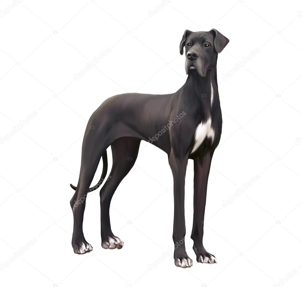 Black and white Great Dane Isolated illustration on white background