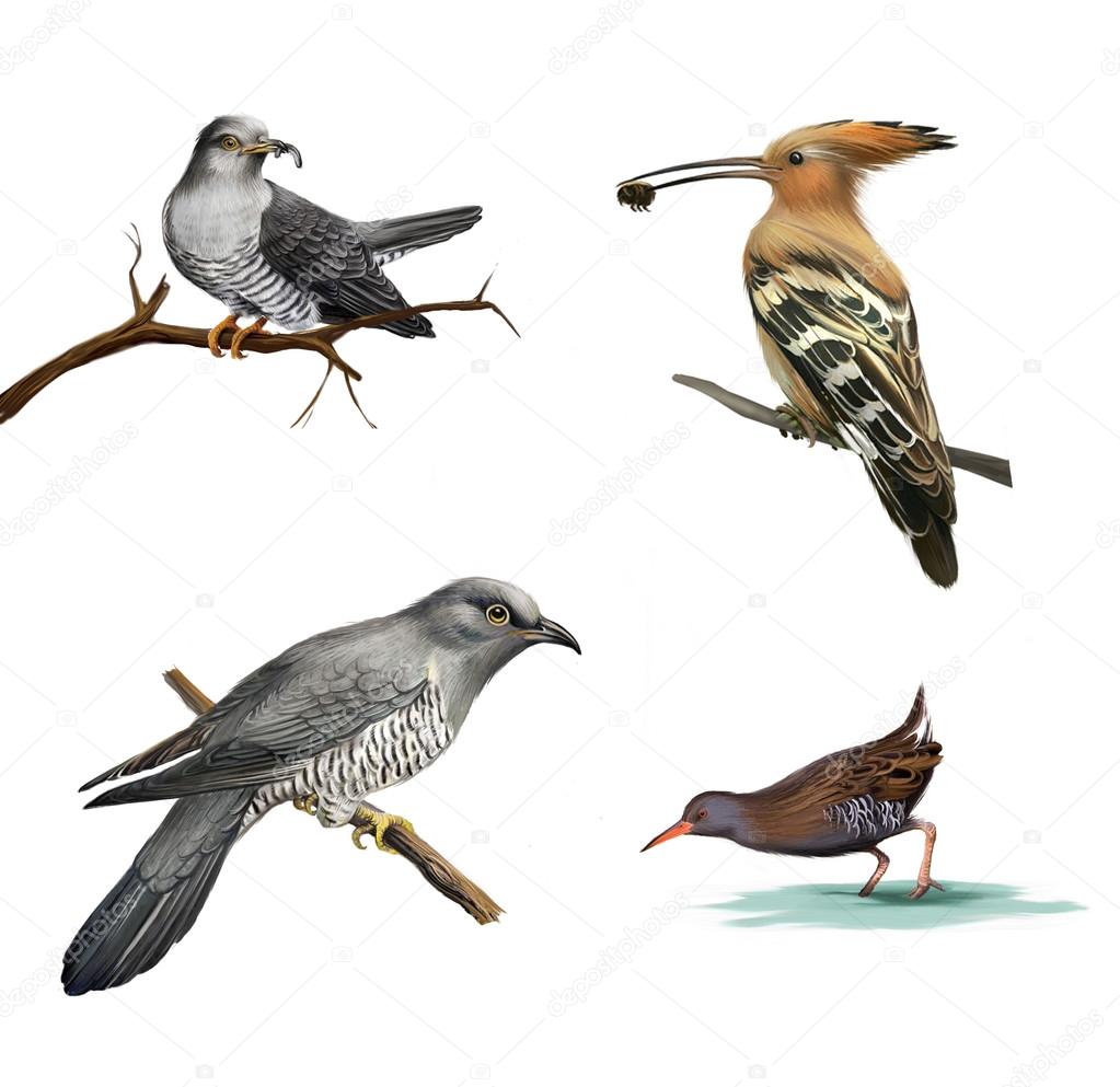 Cuckoo on a tree, Hoopoe (Upupa epops) and water bird Isolated illustration on white background.