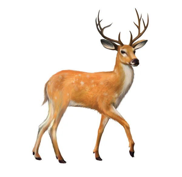 Beautiful deer with big horns Isolated illustration on white background. — Stock Photo, Image