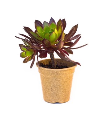 genç sulu houseplant