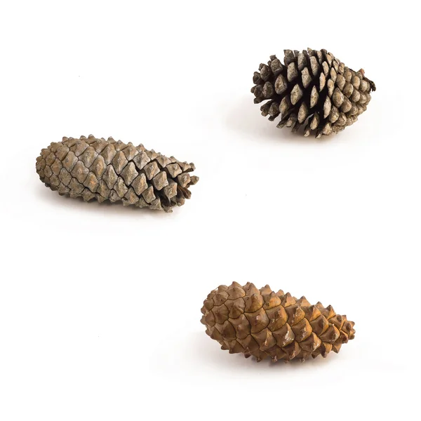 Beautiful golden pine cone — Stock Photo, Image