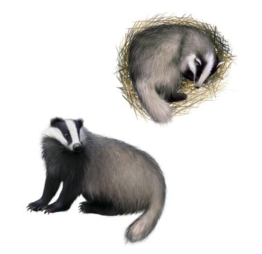 Avrupa porsuk sleepping porsuk oturan,