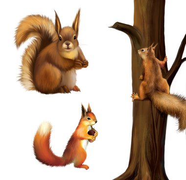 Avrasya kırmızı beyaz zemin üzerine izole sincap kamışı, Bebek sincap, sciurus vulgaris (2 yıl).
