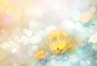 sarı çiçek calendula.