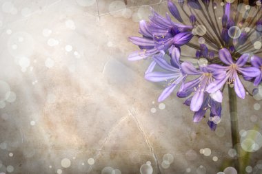 Afrika lily, agapanthus africanus, çiçeği güzel pastel arka plan