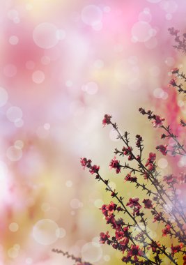 Japon kiraz - sakura. ağaç bloom