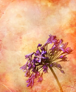 Afrika lily, agapanthus africanus, çiçeği güzel pastel arka plan
