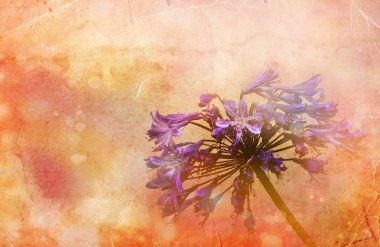 Afrika lily, agapanthus africanus, çiçeği güzel pastel arka plan
