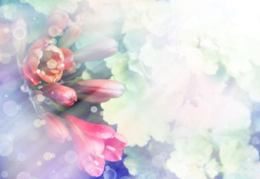 portakal clivia miniata, çiçek Güney Afrika'da bir kabile lily borulu turuncu çiçek sarı boğazlarını ile güzel küme ile