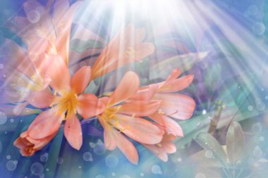 portakal clivia miniata, çiçek Güney Afrika'da bir kabile lily borulu turuncu çiçek sarı boğazlarını ile güzel küme ile