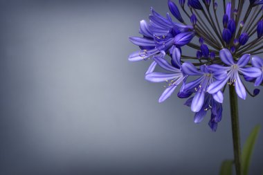 Afrika lily, agapanthus africanus