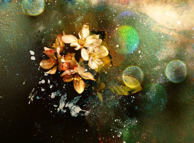 pembe kiraz çiçeği, sakura çiçekler ile güzel bahar arka plan