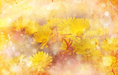 sarı çiçek calendula.