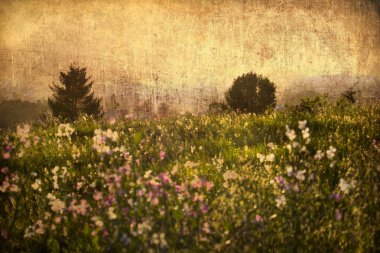 Vintage doğa arka plan, güneşli alan, bir orman. bir çayır çiçekler