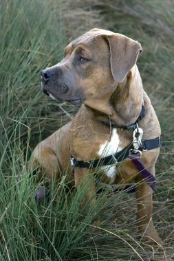 köpek yavrusu mastiff portresi. dost görünümlü çukur boğa köpek
