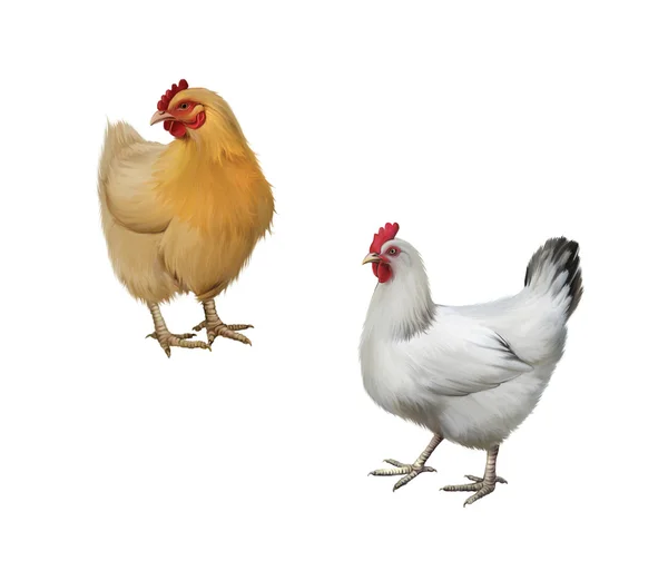 Orangen und weißen Huhn — Stockfoto