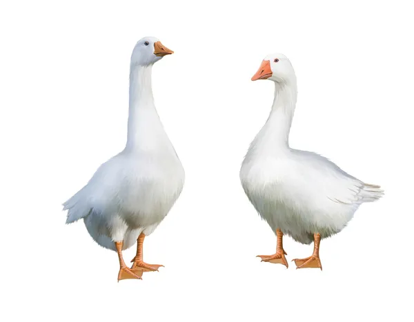 Witte binnenlandse gans — Stockfoto