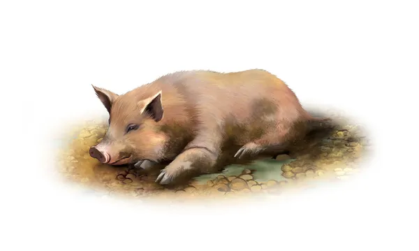 Dirty pig laying in the mud — Stock Photo, Image