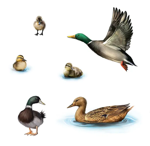 Uccelli acquatici, Anatra volante, anatra in acqua, anatra maschio in piedi, anatroccoli in acqua, Isolato su sfondo bianco . — Foto Stock