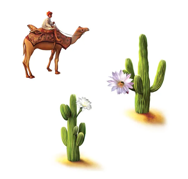 Desert, bedoeïenen op camel, saguaro cactus met bloemen, cactus opuntia, natuurlijke habitat — Stockfoto