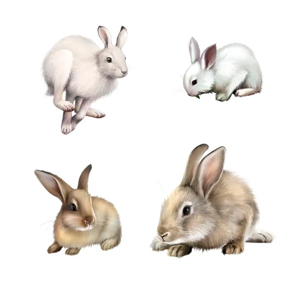 White Rabbit sitting, White hare running away. Gray rabbit. Isolated on white background. — Stock Photo, Image