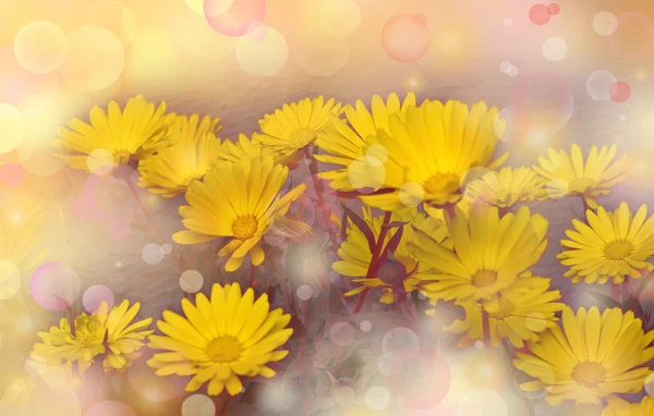 Sárga virágok körömvirág. — Stock Fotó