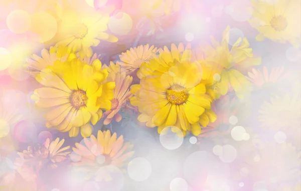 Żółte kwiaty nagietka. — Zdjęcie stockowe