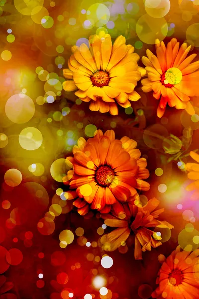 Gele bloemen calendula. — Stockfoto