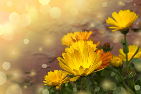 Flores amarelas calêndula . — Fotografia de Stock