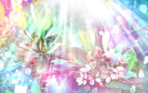 Bellissimo sfondo primaverile con fiori di ciliegio rosa, fiori di sakura — Foto Stock