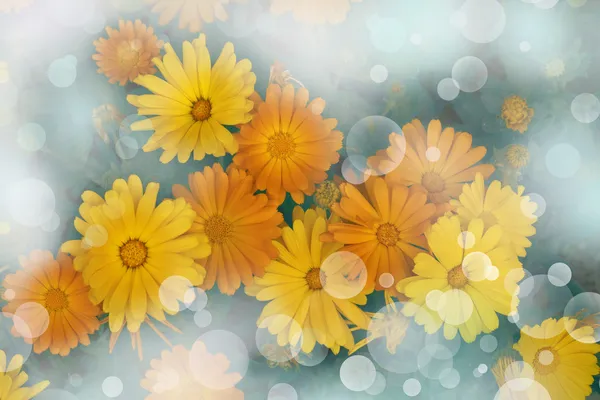 Yellow flowers calendula. — Stock Photo, Image