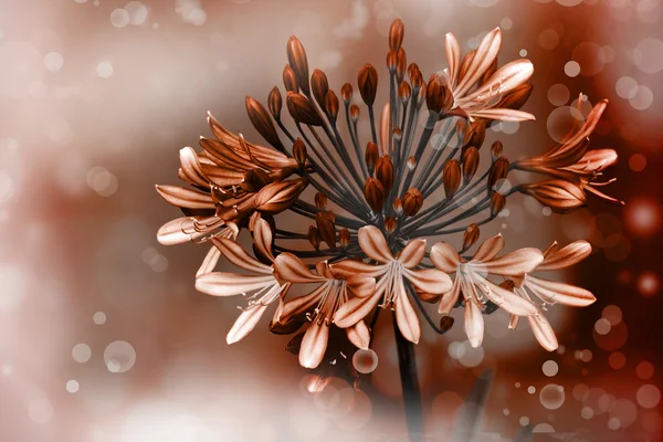 美しいパステル カラーの背景を持つ花アガパンサス、アフリカ ユリ — ストック写真