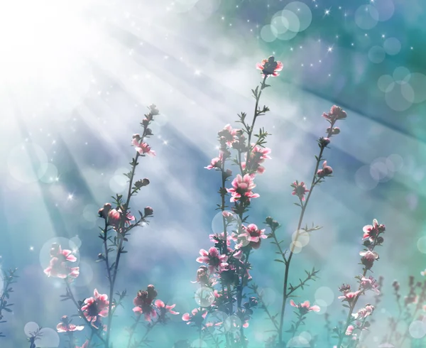 Japonská třešeň - sakura. strom květ — Stock fotografie