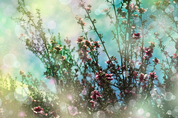 Ciliegia giapponese Sakura. Fioritura degli alberi — Foto Stock