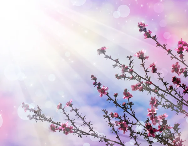 Japanska cherry - sakura. trädet blommar — Stockfoto