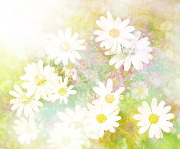 Stokrotka kwiat tło. słońce. tło wiosna — Zdjęcie stockowe