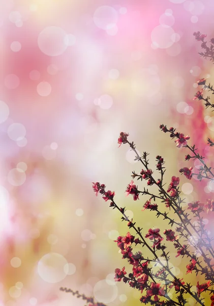 Japanische Kirsche - Sakura. Baumblüte — Stockfoto