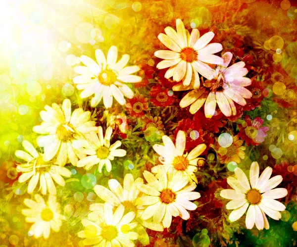 Daisy flower bakgrund. solsken. våren bakgrund — Stockfoto