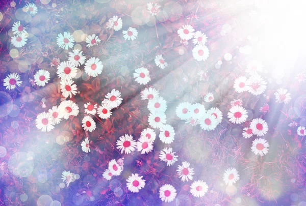 Daisy flower background. Sunshine. Spring background — Stock Photo, Image
