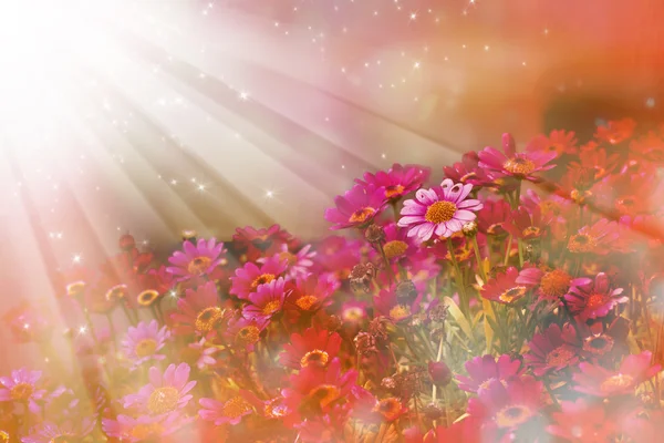 Bellissimo sfondo primaverile con piccoli fiori rossi e rosa — Foto Stock