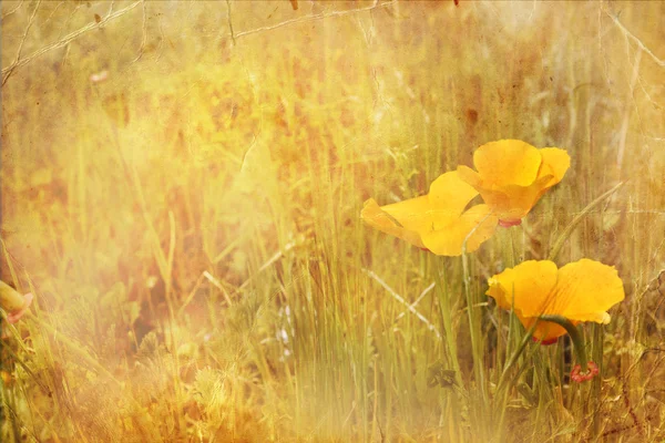 在 meadow.eschscholzia 夜蛾橙色罂粟花朵 — 图库照片