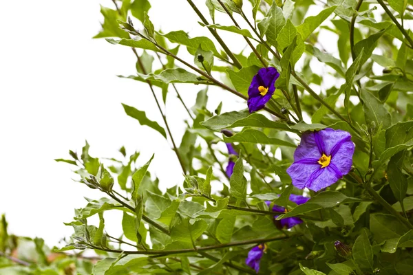 春天背景与紫色的花 — 图库照片