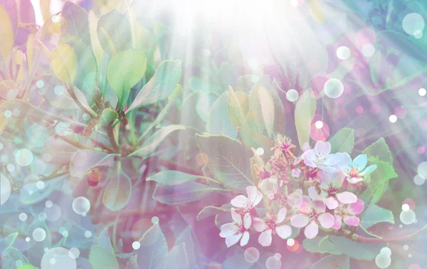 Hermoso fondo de primavera con flor de cerezo rosa, flores de sakura — Foto de Stock